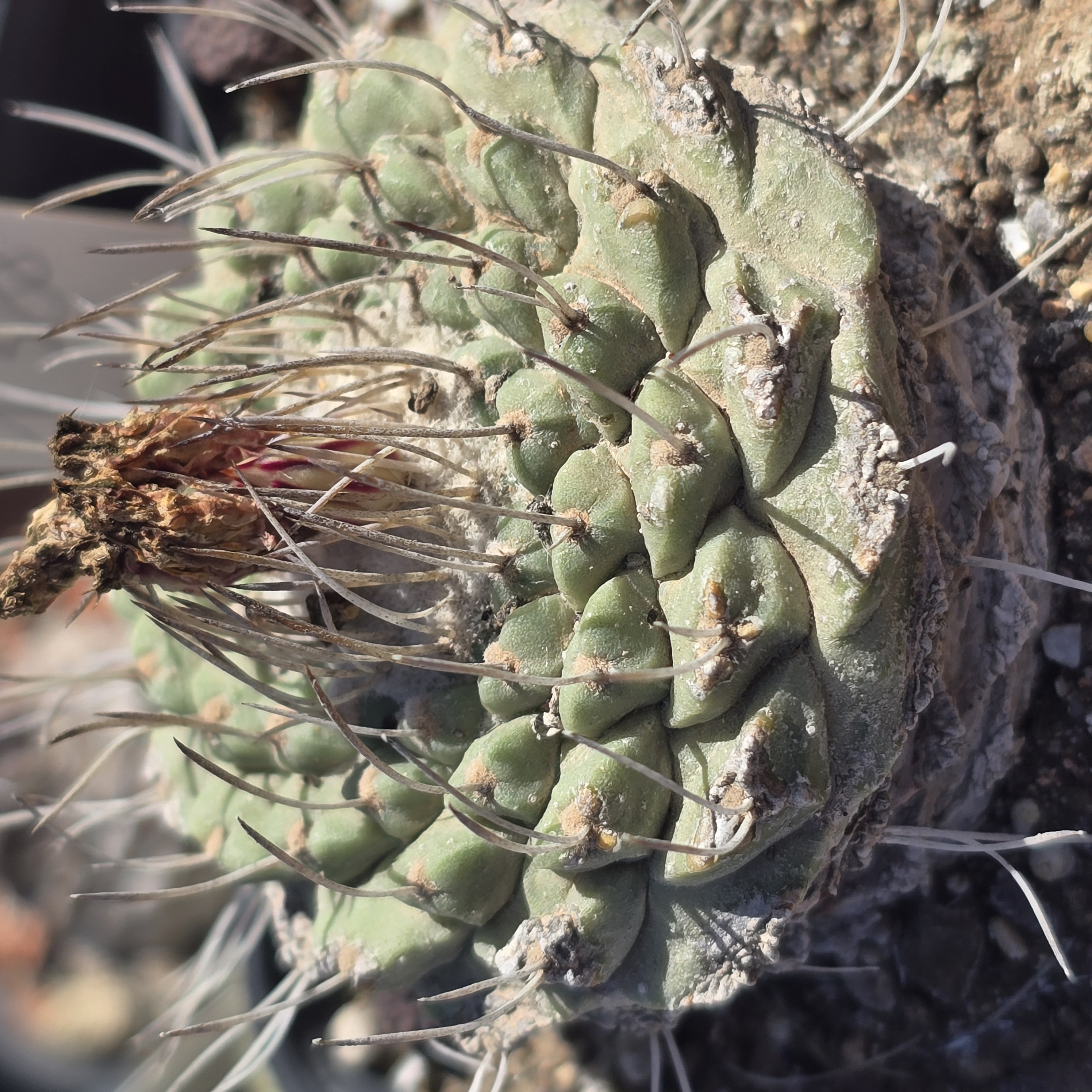 Strombocactus <br>disciformis