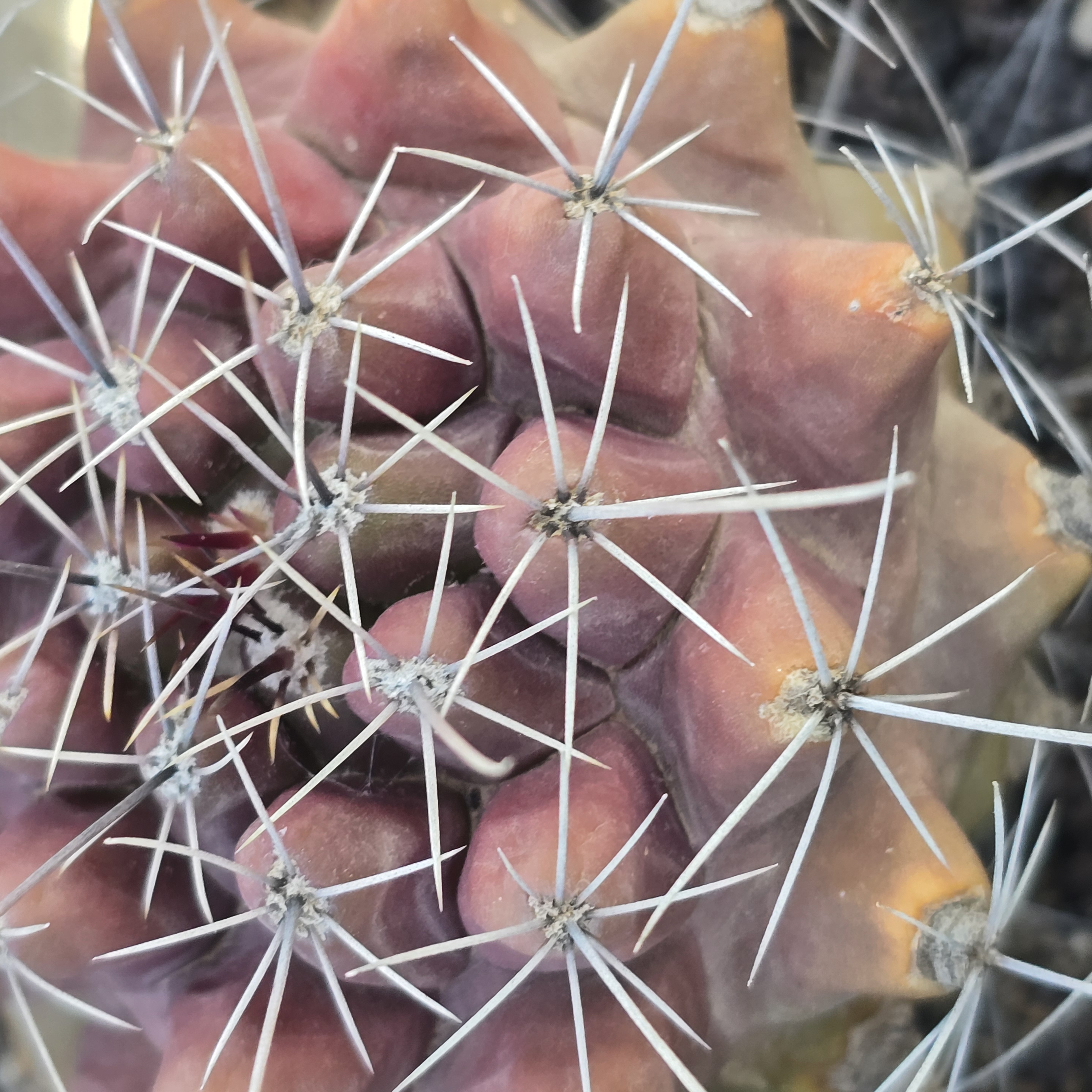 Thelocactus <br>matudae