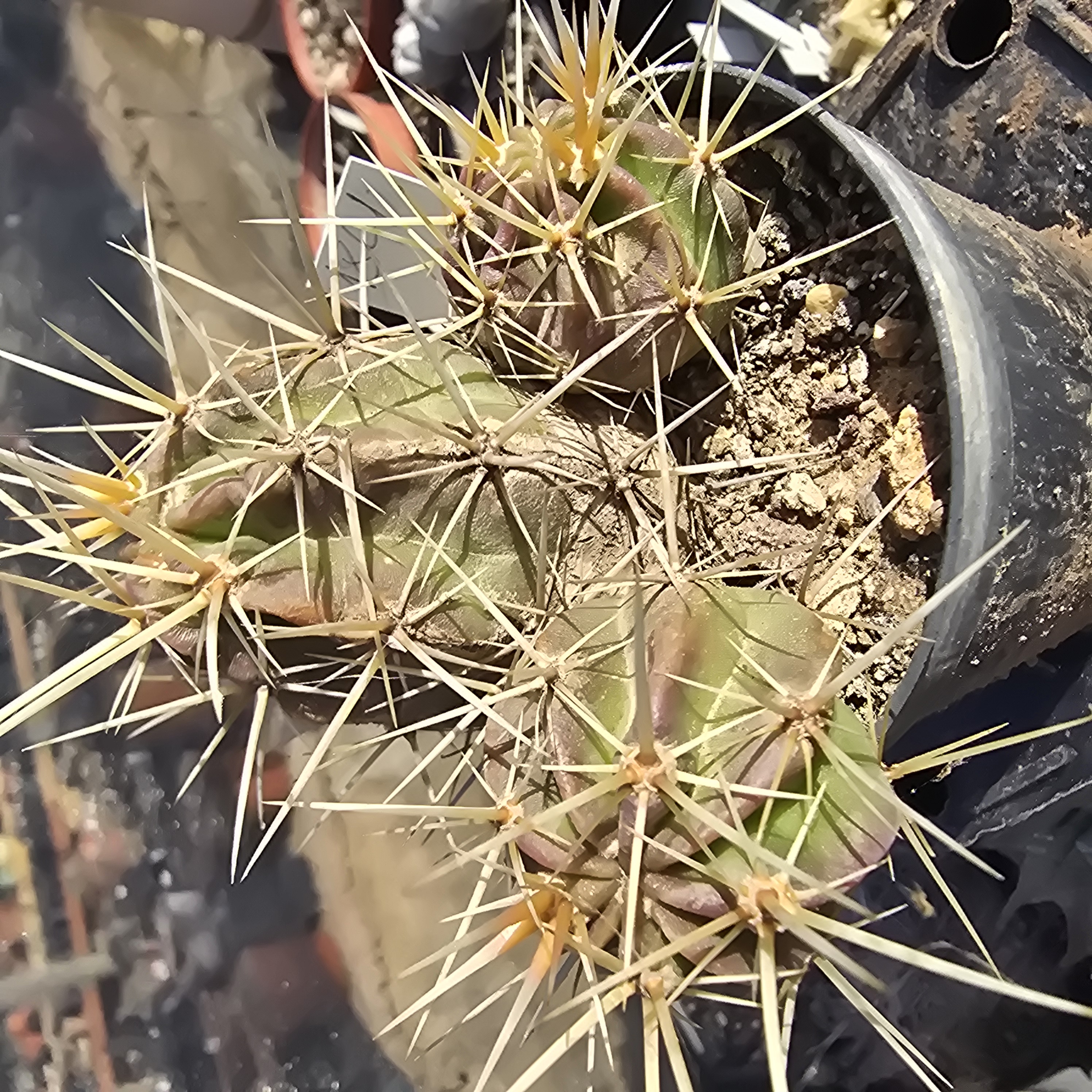 Echinocereus <br>sp