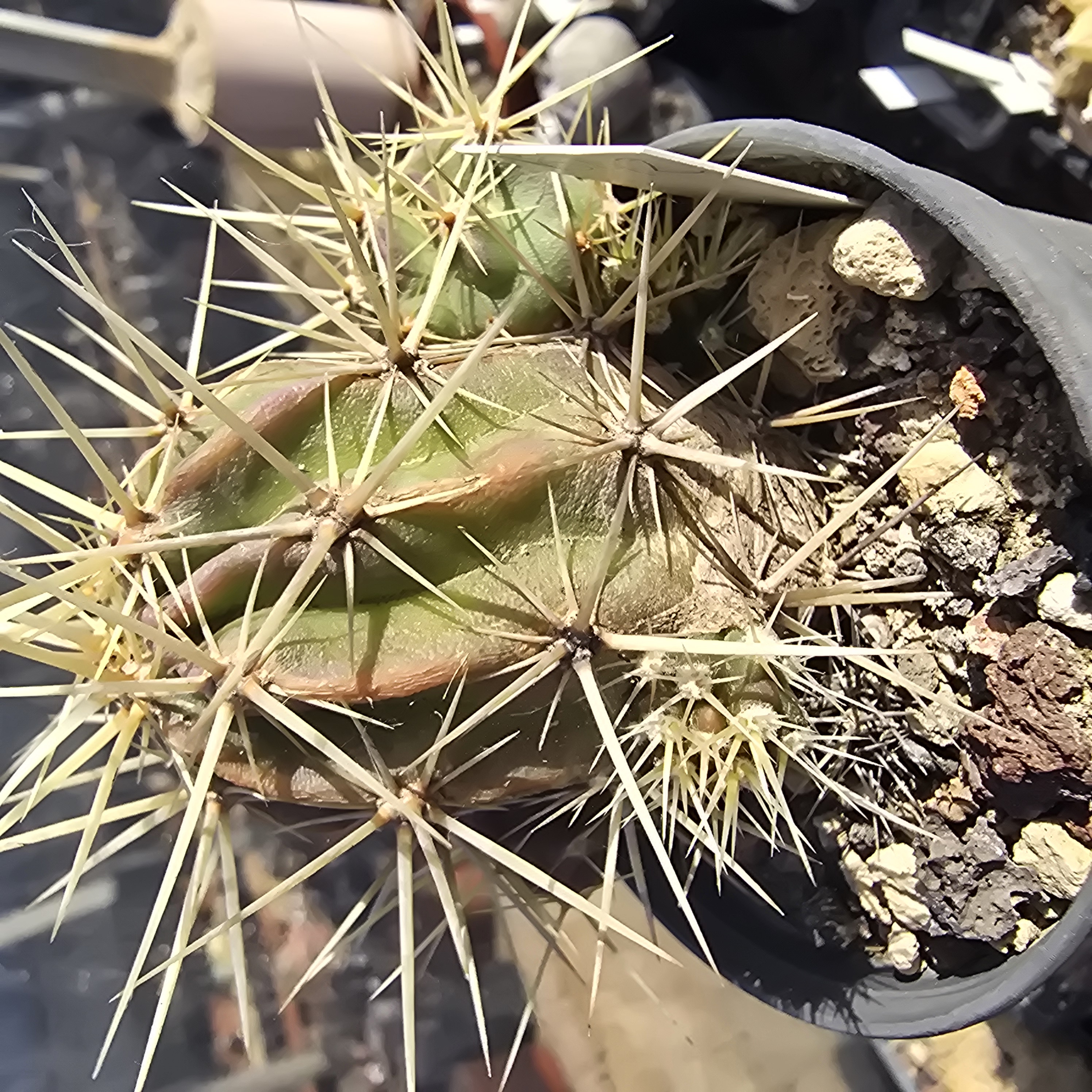 Echinocereus <br>sp