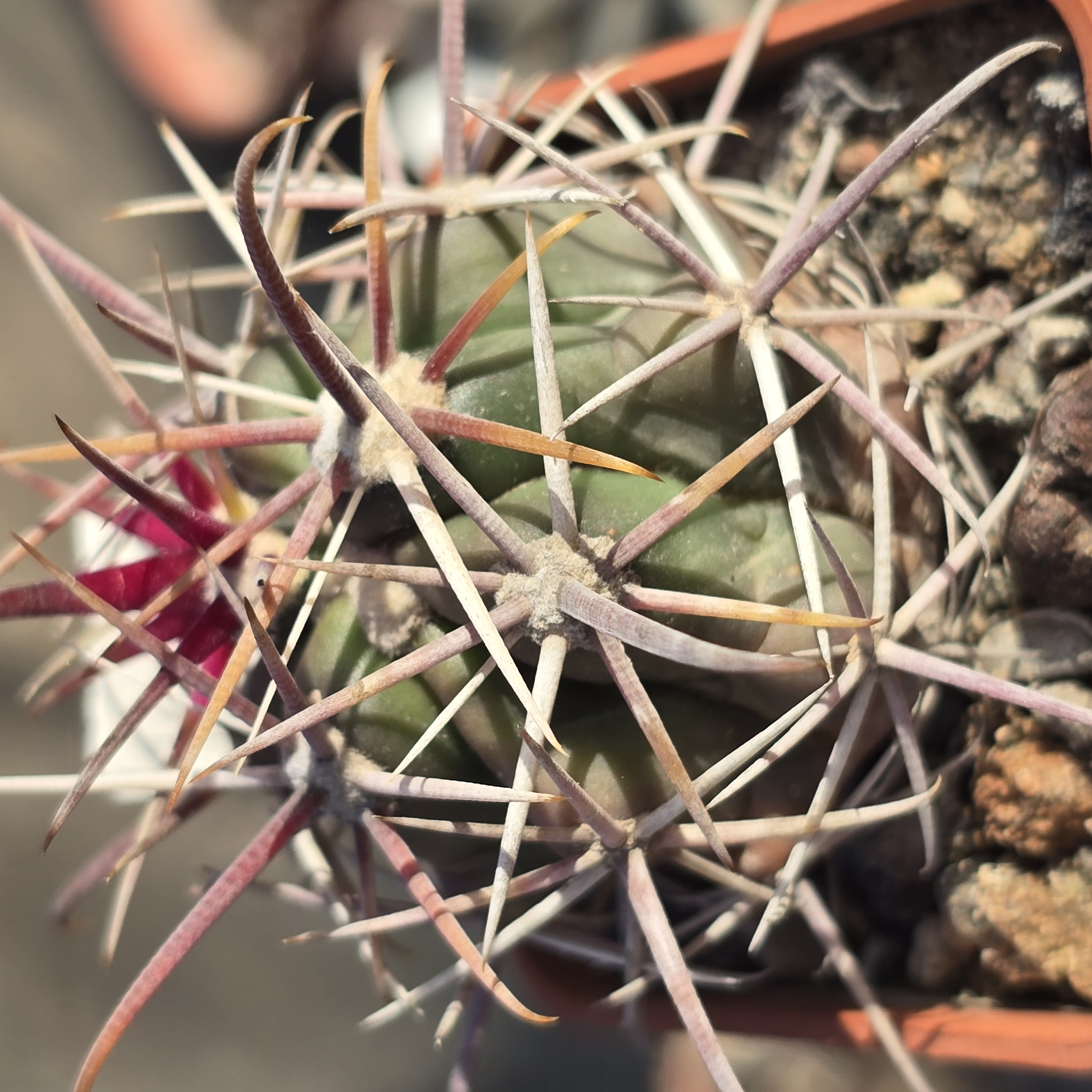 Ferocactus <br>gracilis gatesi