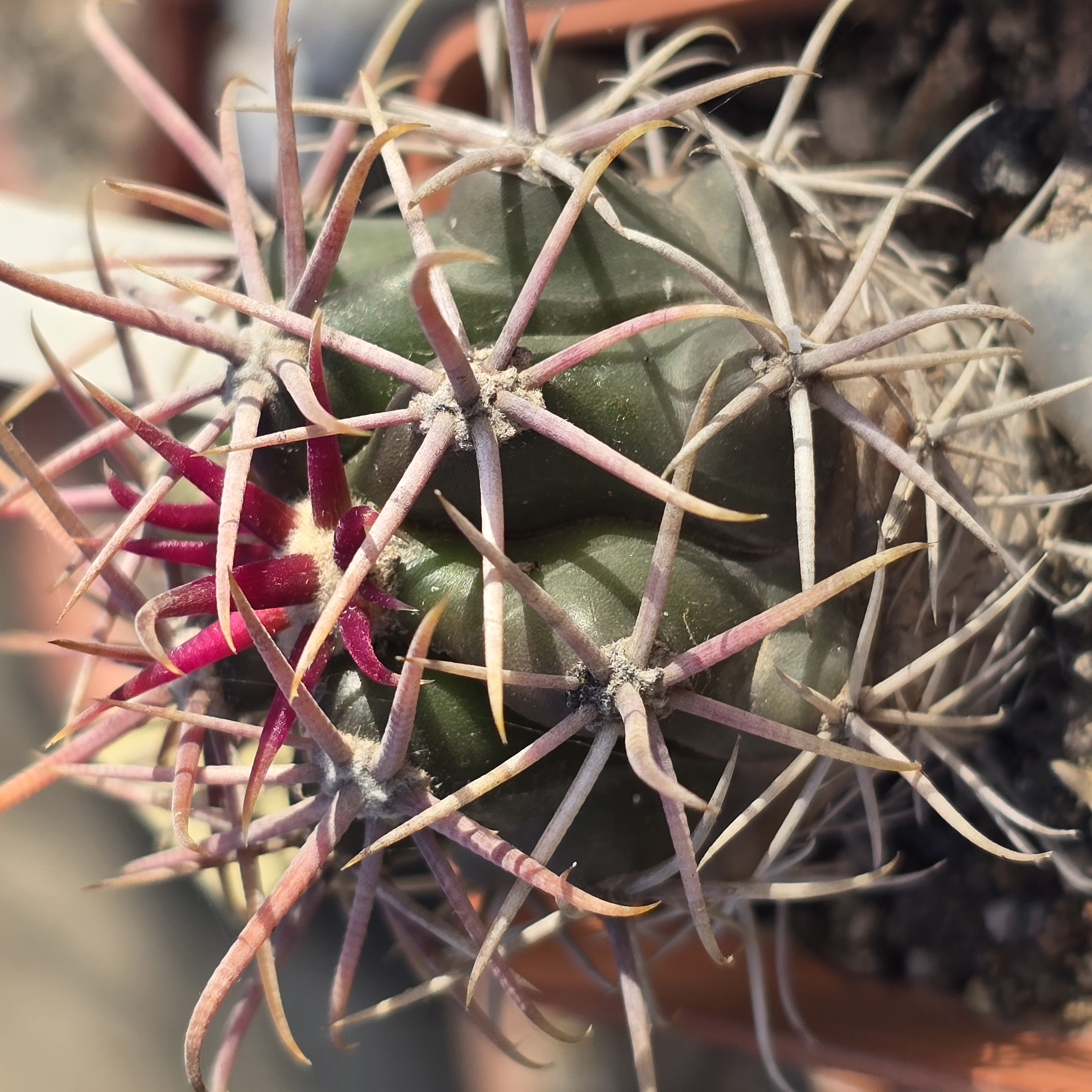 Ferocactus <br>gracilis gatesi