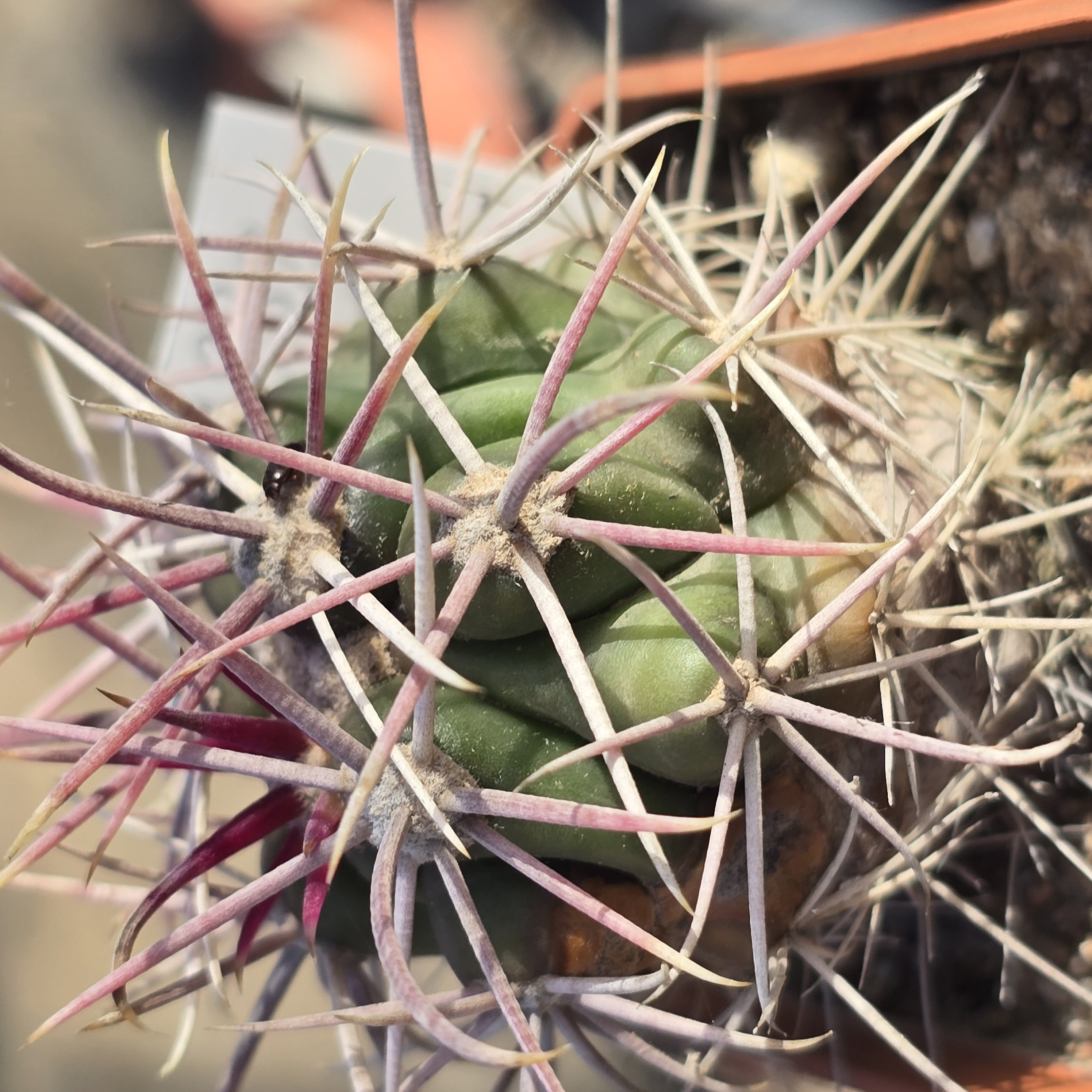 Ferocactus <br>gracilis gatesi