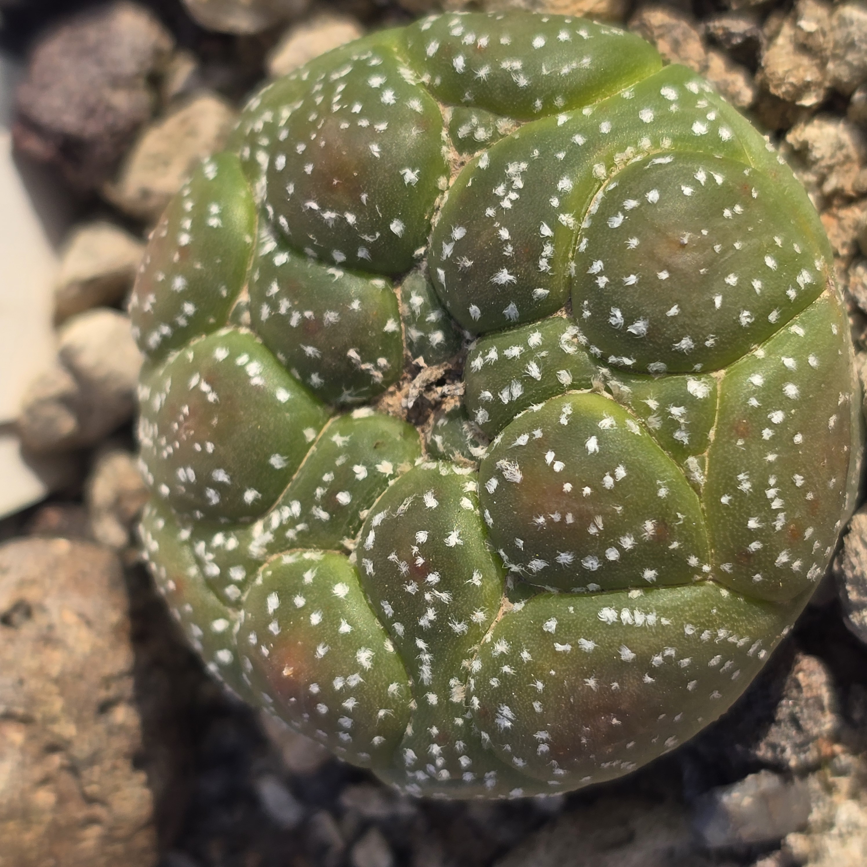Astrophytum <br>asterias turtle kikko