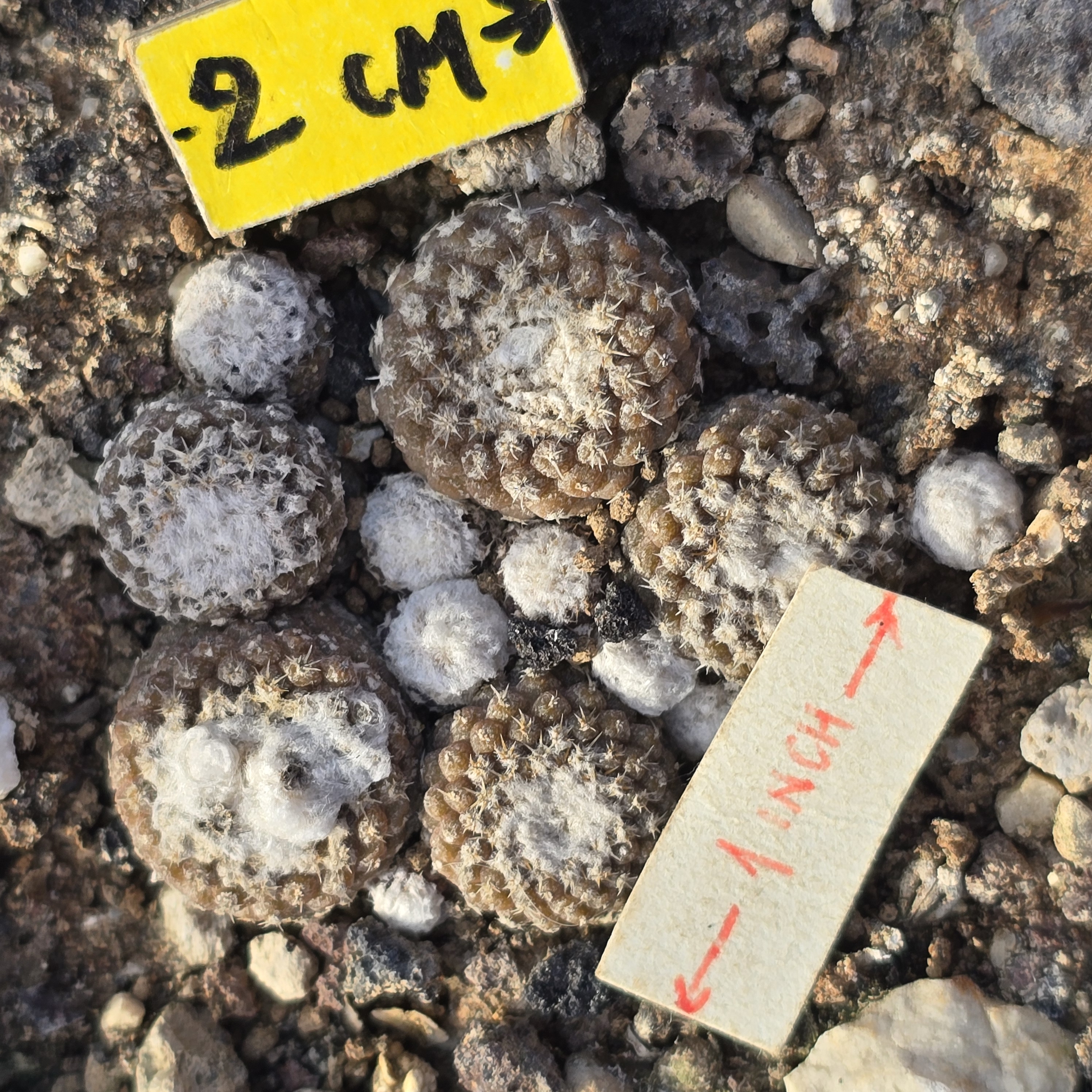 Copiapoa <br>lauii