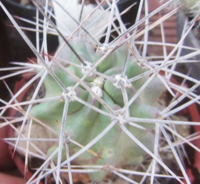 Echinocereus <br>triglochidiatus