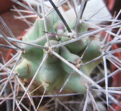 Echinocereus <br>triglochidiatus
