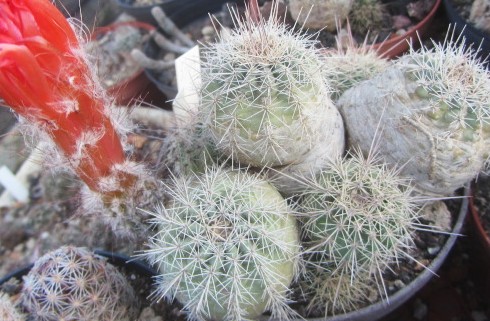 Echinocereus <br>sp km 210