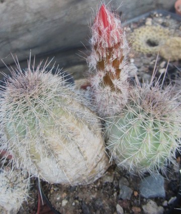 Echinocereus <br>sp km 210