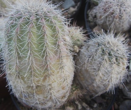 Echinocereus <br>sp km 210