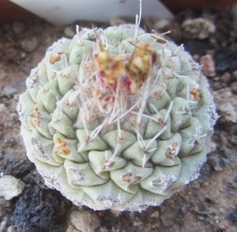 Strombocactus <br>disciformis
