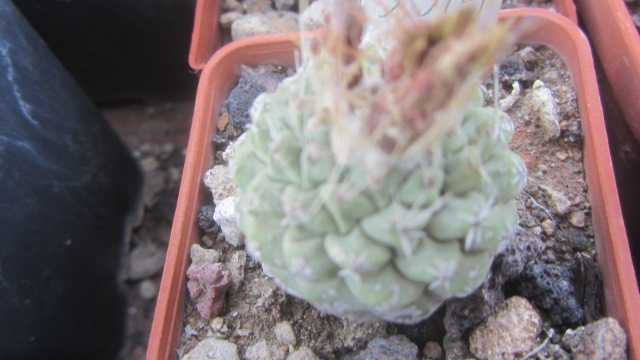 Strombocactus <br>disciformis