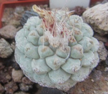 Strombocactus <br>disciformis