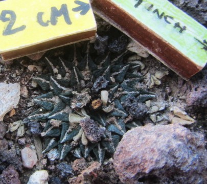 Ariocarpus <br>kotschoubeyanus macdowelli