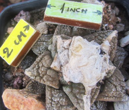 Ariocarpus <br>fissuratus intermedius