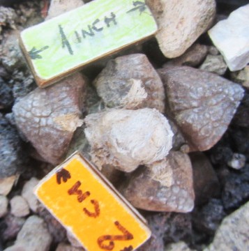 Ariocarpus <br>fissuratus lloydii