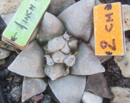 Ariocarpus <br>retusus