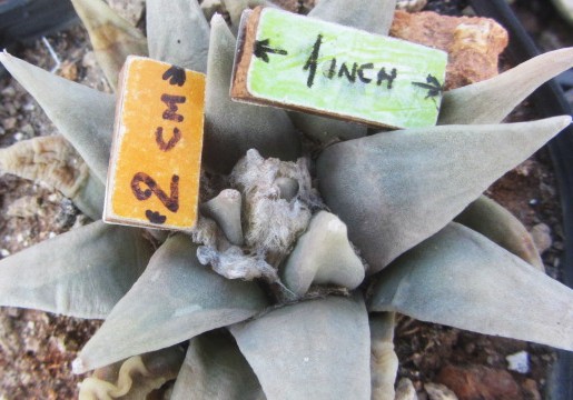 Ariocarpus <br>retusus elongatus