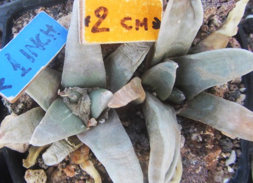 Ariocarpus <br>retusus elongatus