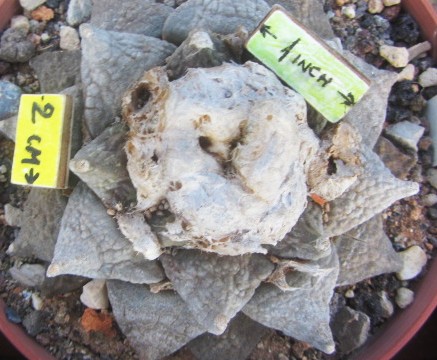 Ariocarpus <br>retusus furfuraces form