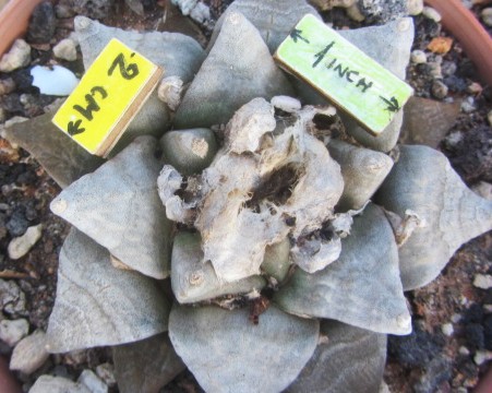 Ariocarpus <br>retusus furfuraces 