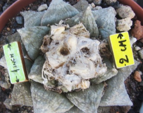 Ariocarpus <br>retusus furfuraces form