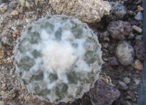 Encephalocarpus <br>strobiliformis 