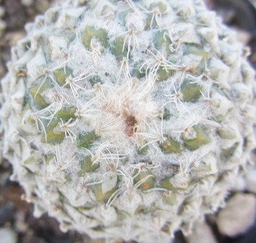 Encephalocarpus <br>strobiliformis 