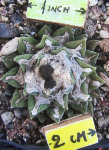 Ariocarpus <br>f1 retusus x kotsc