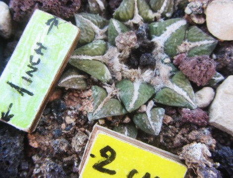 Ariocarpus <br>cv f1 kotsc x retusus