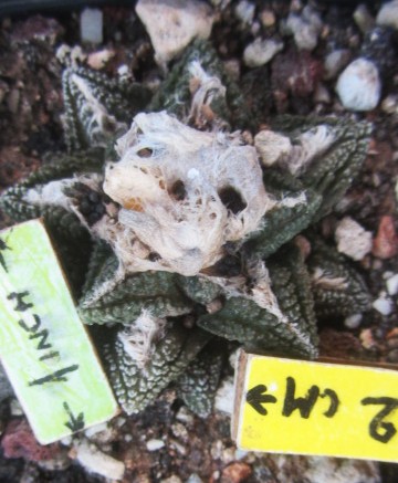 Ariocarpus <br>fissuratus