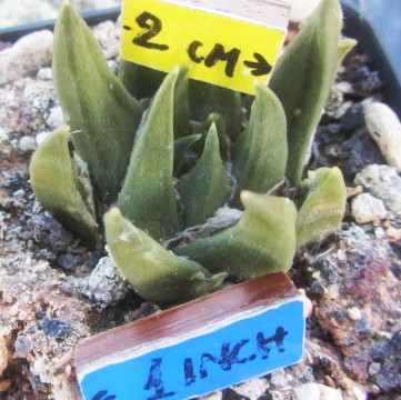Ariocarpus <br>trigonus