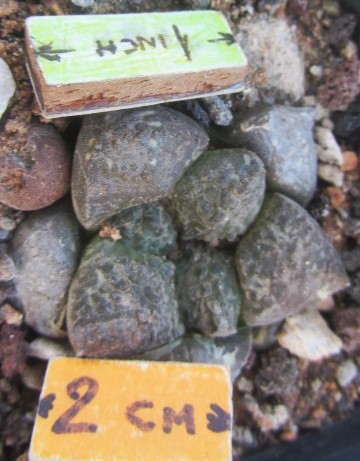 Ariocarpus <br>fissuratus lloydii