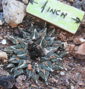 Ariocarpus <br>kotschoubeyanus