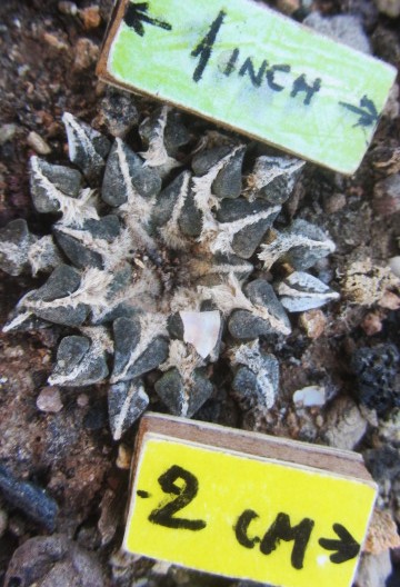 Ariocarpus <br>kotschoubeyanus