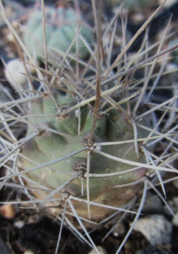 Echinocereus <br>triglochidiatus gonacanthus 