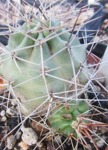 Echinocereus <br>triglochidiatus gonacanthus 