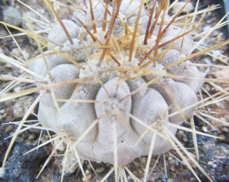 Copiapoa <br>gigantea