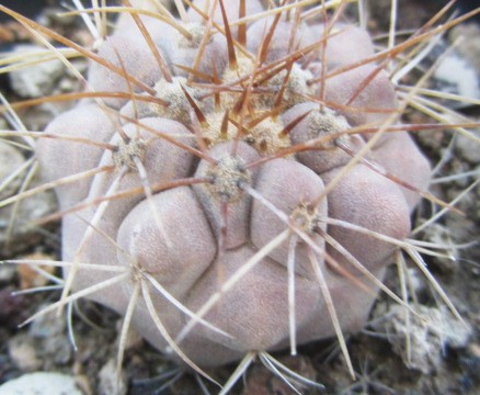 Copiapoa <br>gigantea