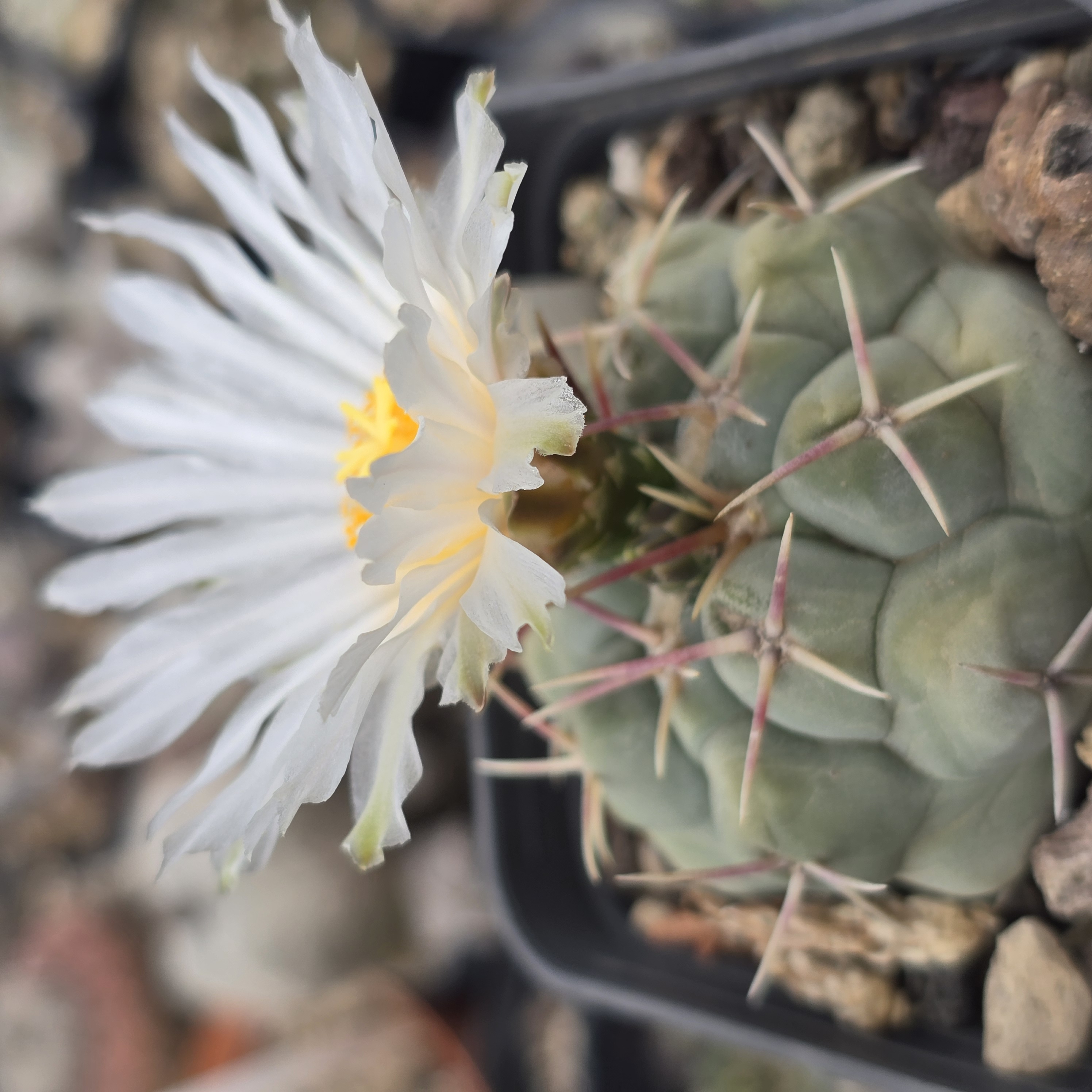 Thelocactus <br>hexaedrophorus
