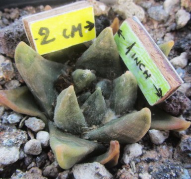 Ariocarpus <br>trigonus