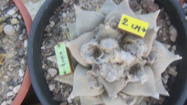Ariocarpus <br>retusus furfuraces