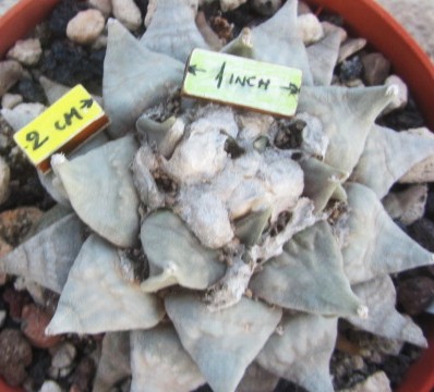 Ariocarpus <br>retusus furfuraces
