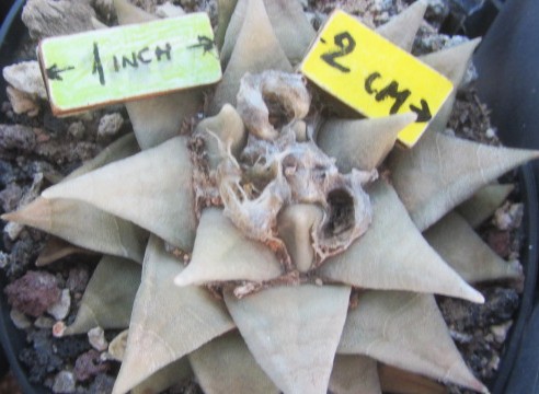 Ariocarpus <br>retusus