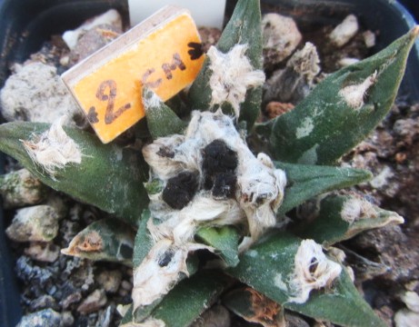 Ariocarpus <br>cv f1 agavoides x furfuraceus