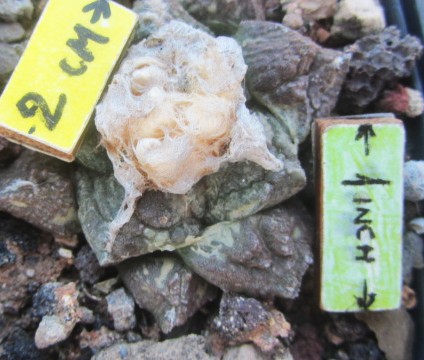 Ariocarpus <br>fissuratus intermedius