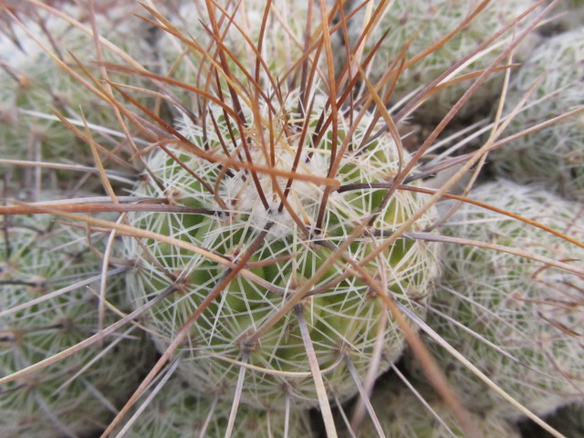 Thelocactus <br>conothelos aureiflorus