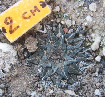 Ariocarpus <br>kotschoubeyanus macdowelli
