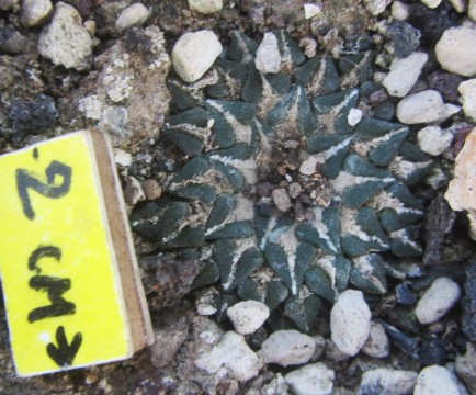 Ariocarpus <br>kotschoubeyanus macdowelli