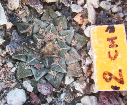 Ariocarpus <br>kotschoubeyanus macdowelli